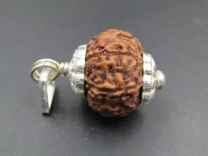 6 Mukhi Rudraksha