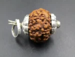6 Mukhi Rudraksha