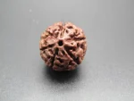 6 Mukhi Rudraksha