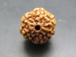 6 Mukhi Rudraksha