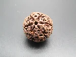 6 Mukhi Rudraksha