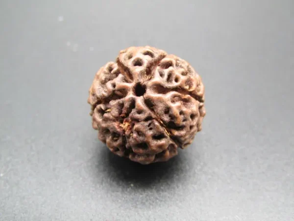 6 Mukhi Rudraksha