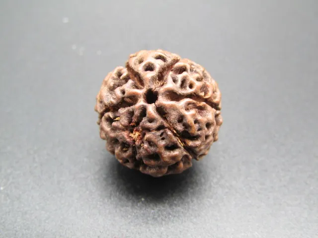 6 Mukhi Rudraksha