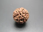 6 Mukhi Rudraksha