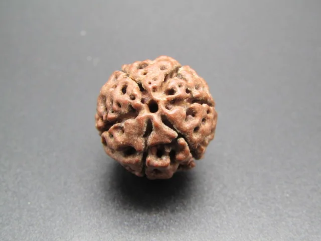 6 Mukhi Rudraksha