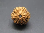 6 Mukhi Rudraksha