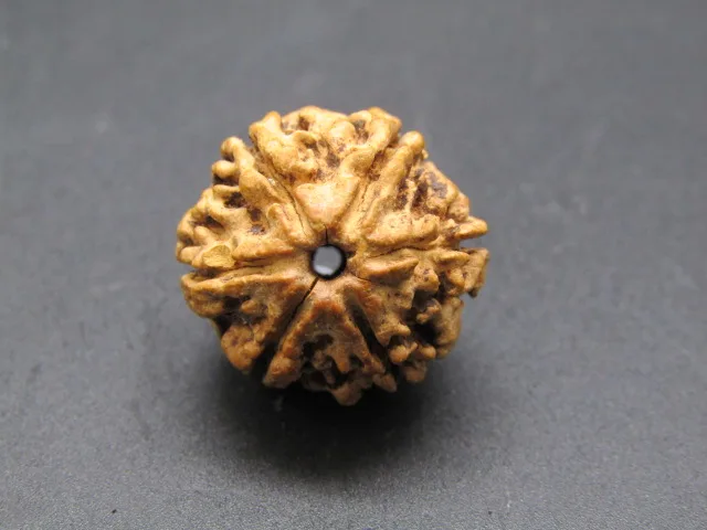 6 Mukhi Rudraksha