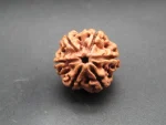 6 Mukhi Rudraksha