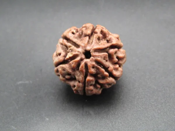 6 Mukhi Rudraksha