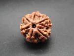 6 Mukhi Rudraksha