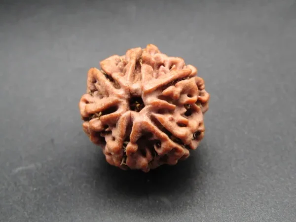 6 Mukhi Rudraksha
