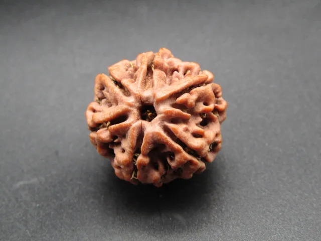 6 Mukhi Rudraksha