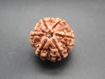 6 Mukhi Rudraksha