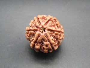 6 Mukhi Rudraksha