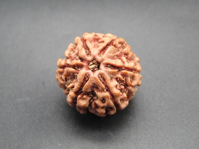 6 Mukhi Rudraksha
