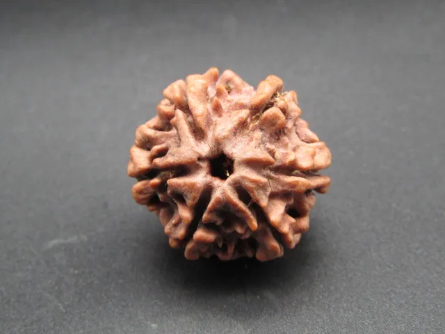 6 Mukhi Rudraksha
