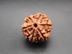 6 Mukhi Rudraksha