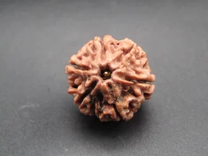 6 Mukhi Rudraksha