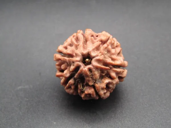 6 Mukhi Rudraksha