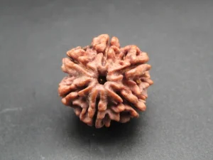 6 Mukhi Rudraksha