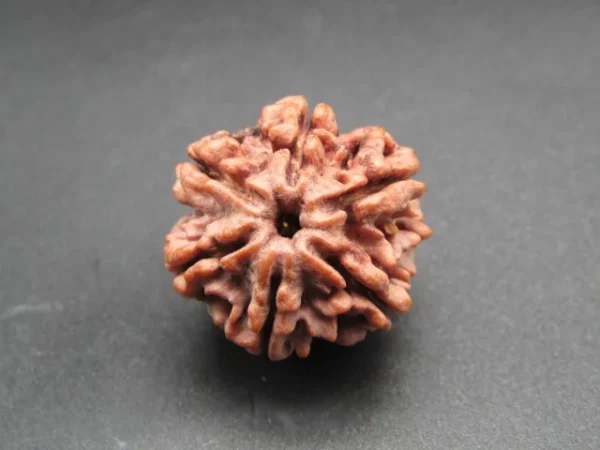 6 Mukhi Rudraksha