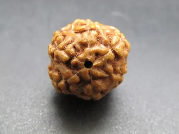 6 Mukhi Rudraksha