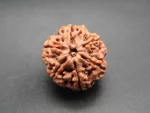 6 Mukhi Rudraksha