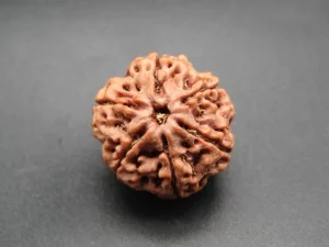 6 Mukhi Rudraksha