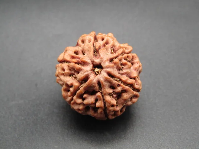 6 Mukhi Rudraksha