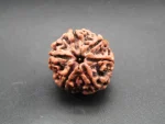 6 Mukhi Rudraksha