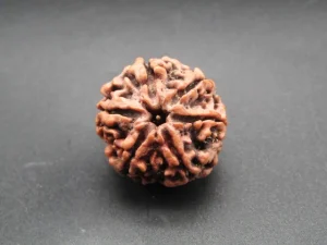 6 Mukhi Rudraksha