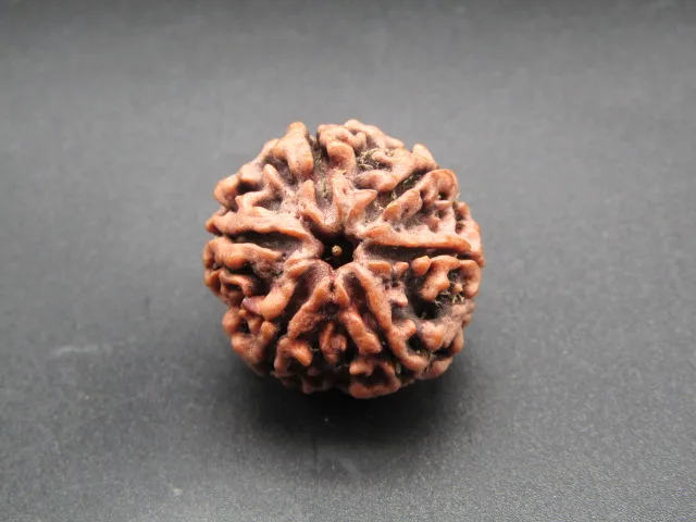 6 Mukhi Rudraksha