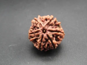 6 Mukhi Rudraksha