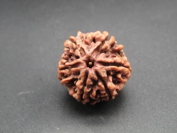 6 Mukhi Rudraksha