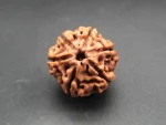 6 Mukhi Rudraksha