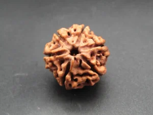 6 Mukhi Rudraksha
