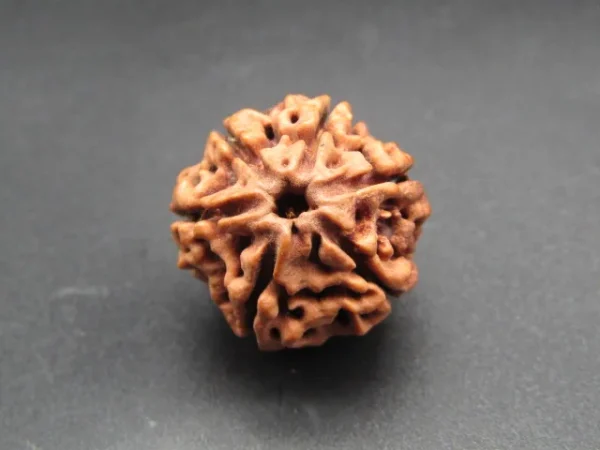 6 Mukhi Rudraksha
