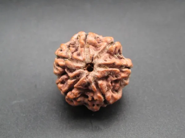 6 Mukhi Rudraksha