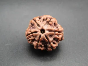 6 Mukhi Rudraksha
