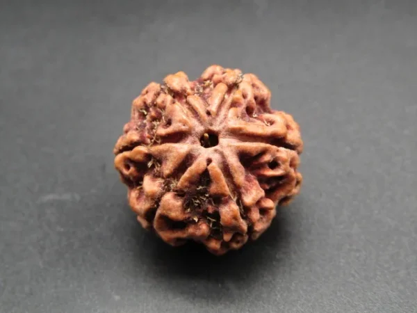 6 Mukhi Rudraksha