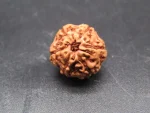 6 Mukhi Rudraksha