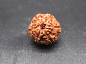 6 Mukhi Rudraksha