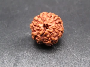 6 Mukhi Rudraksha