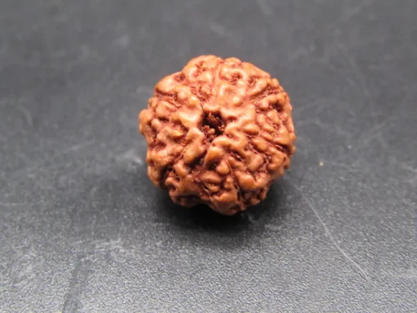 6 Mukhi Rudraksha