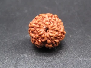 6 Mukhi Rudraksha