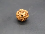 6 Mukhi Rudraksha