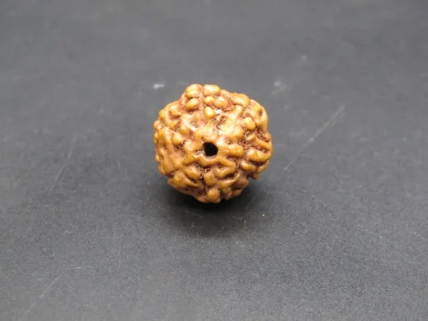 6 Mukhi Rudraksha