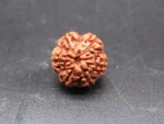 6 Mukhi Rudraksha