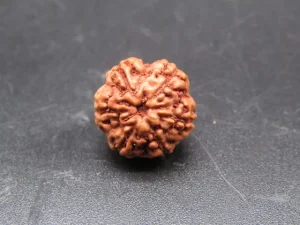 6 Mukhi Rudraksha
