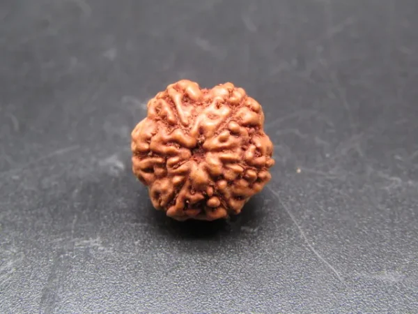 6 Mukhi Rudraksha
